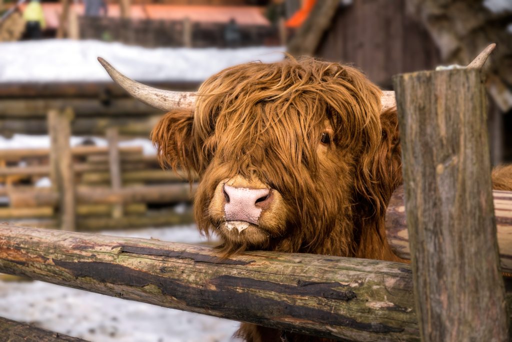 Lovely shaggy stland highlands calves in a wooden fence on a farm. Traditional animal husbandry in Scotland