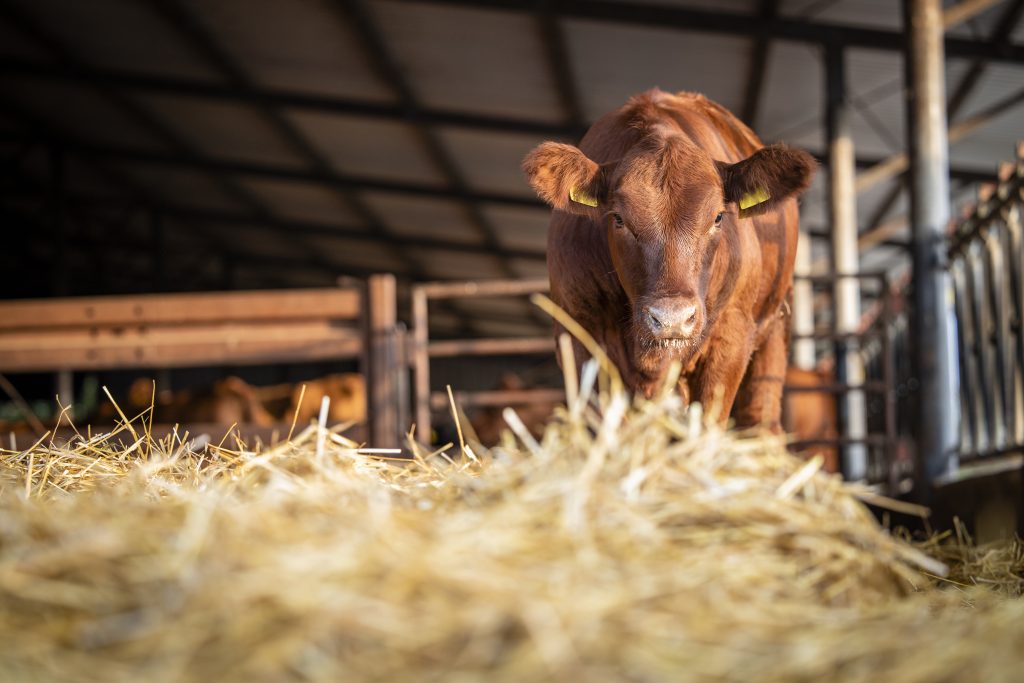 what do you feed miniature cows