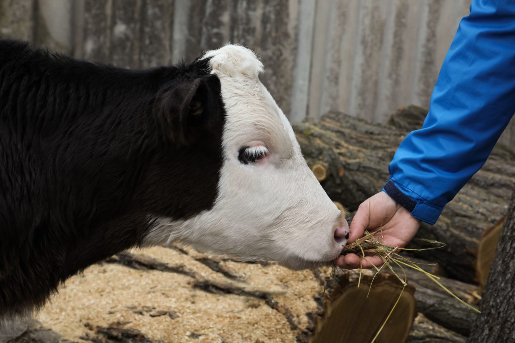 Man feeding young cow with hay in farmyard, closeup