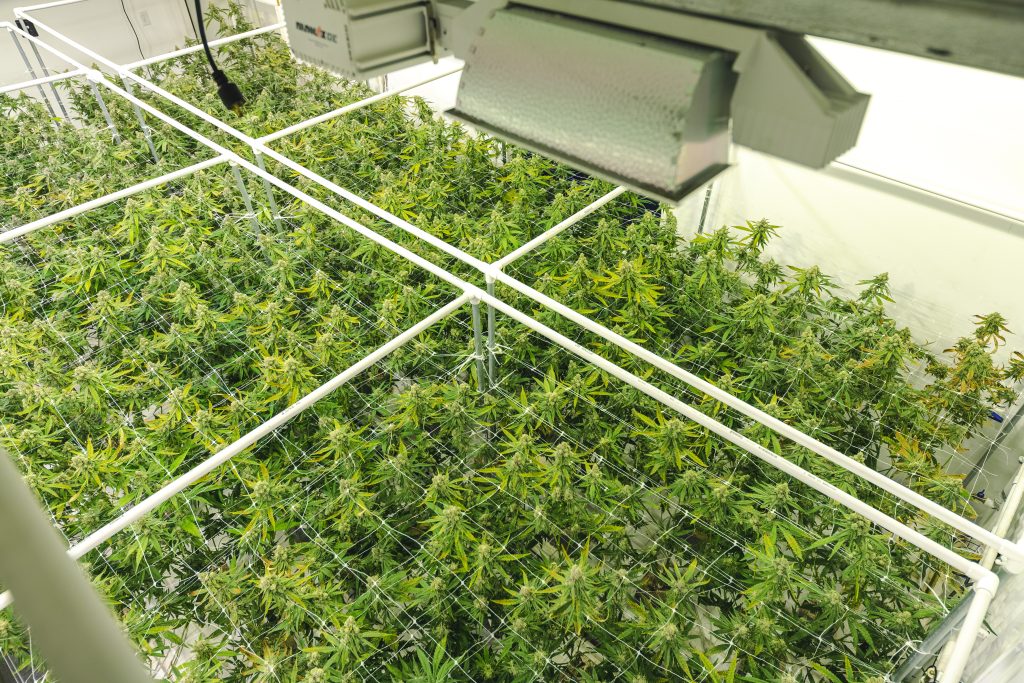 Marijuana plants growing at indoor pot farm for dispensary