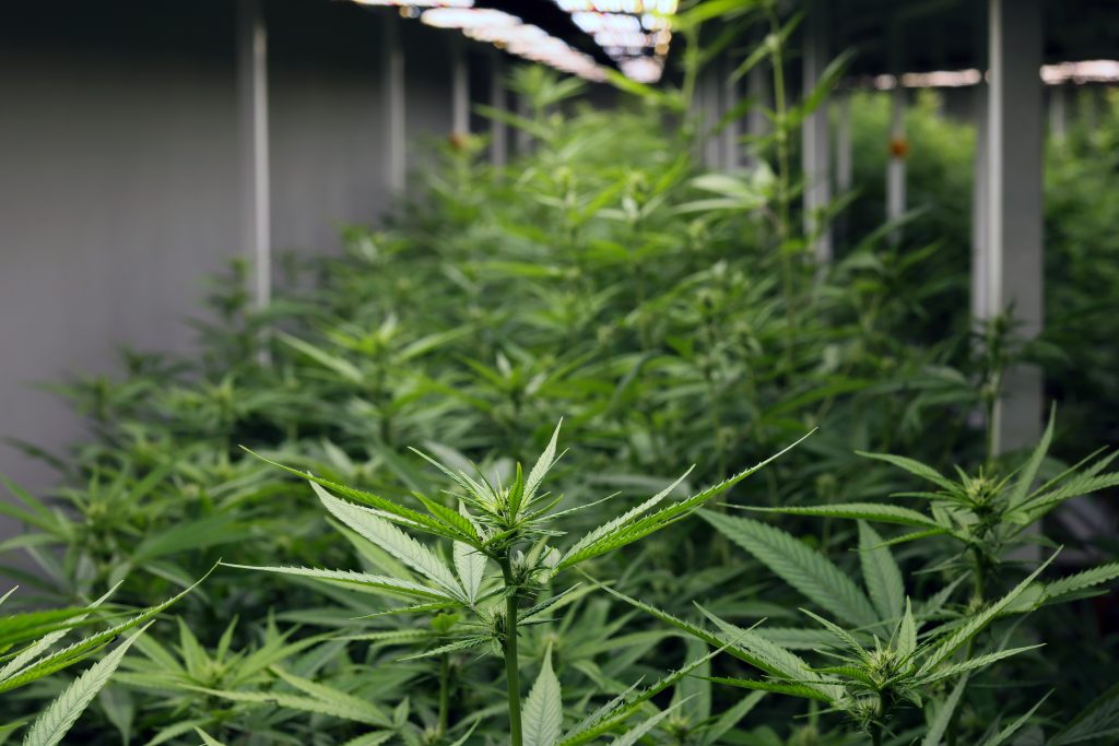 Medical Cannabis Sativa plants growing under LED lighting indoors. Closed Lab system light 24 hour.Selective Focus center.marijuana leaf grow inside closed system Laboratory