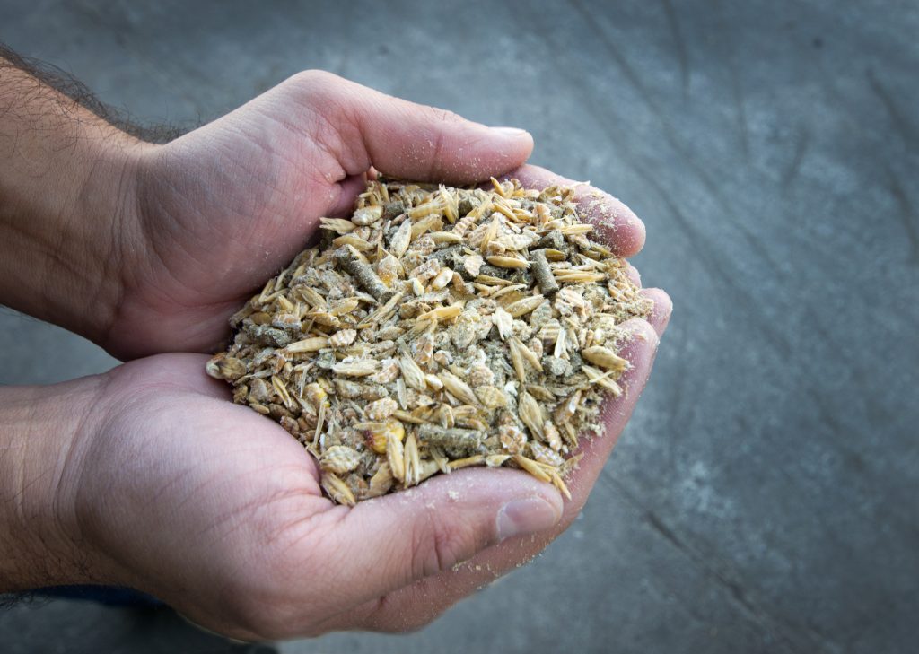 Mixed grains for cows in man's hand