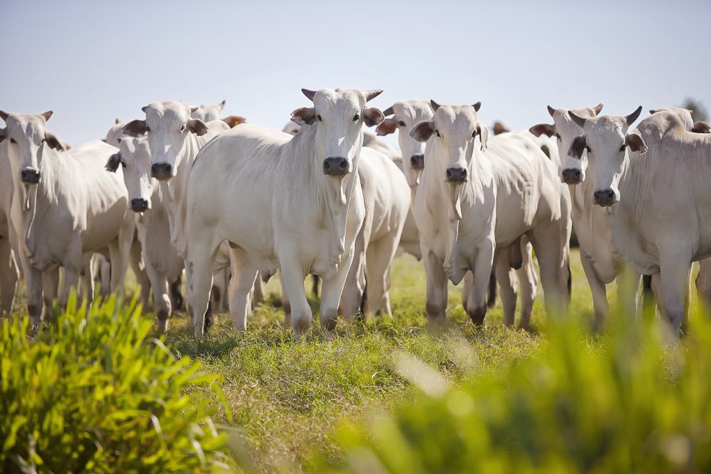 Nellore cattle grazing in the field at sunset, Mato Grosso do Sul, Brazil