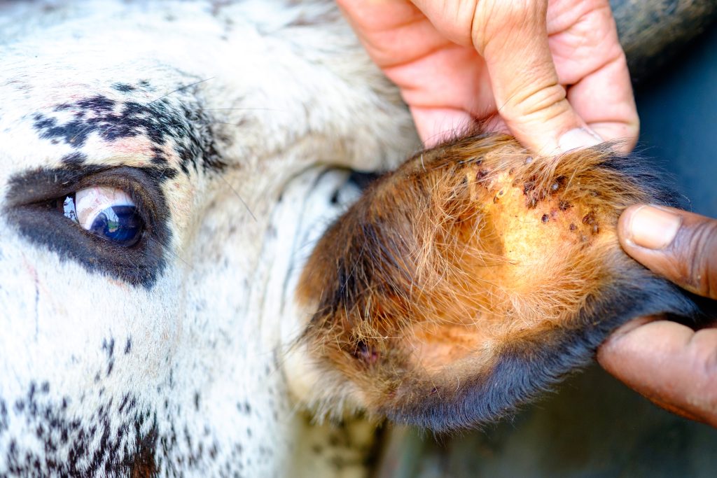 Nguni cow being checked and treated for ticks by farmer