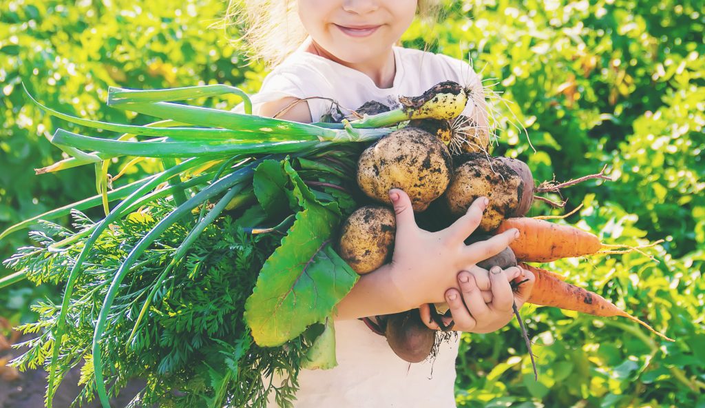 organic homemade vegetables harvest carrots and beets. nature.