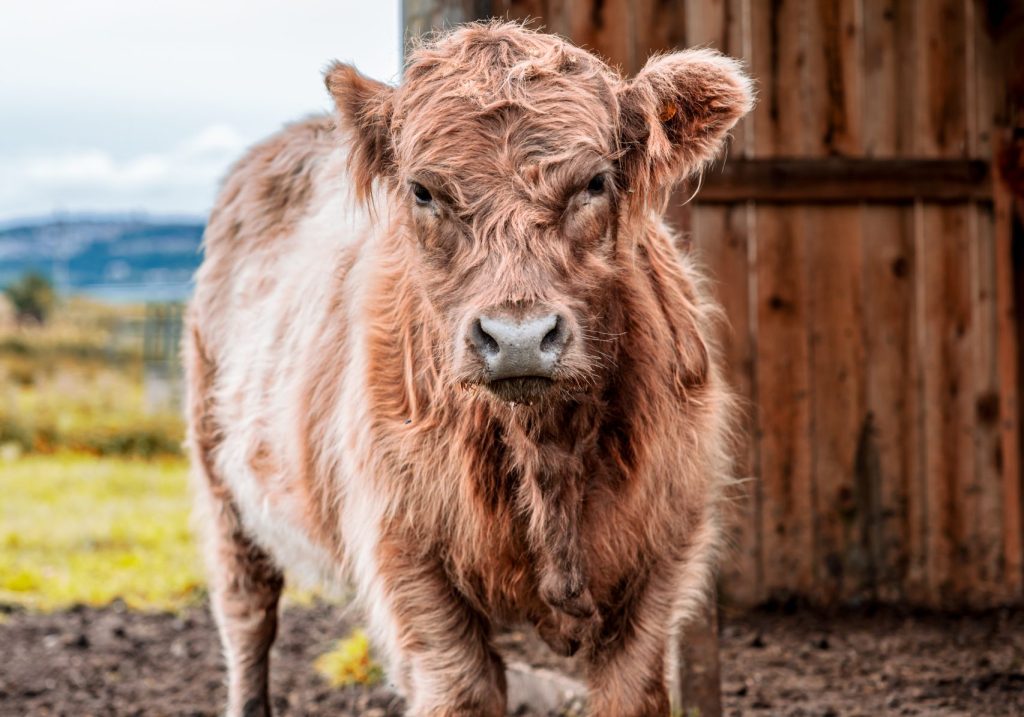 belted galloway