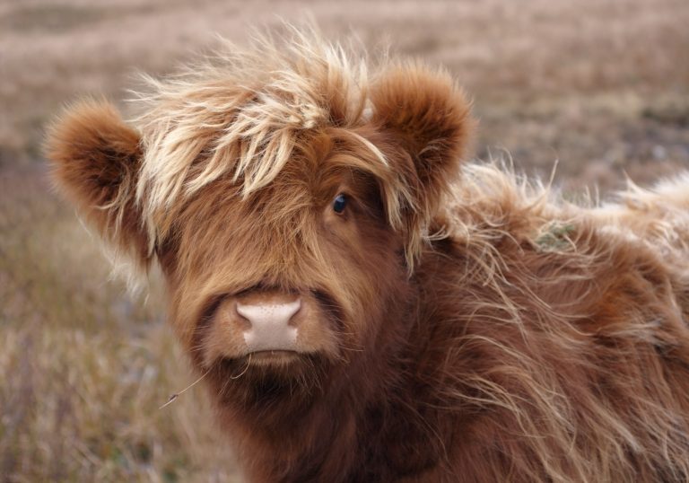 7 Essential Health Tips for Miniature Cows