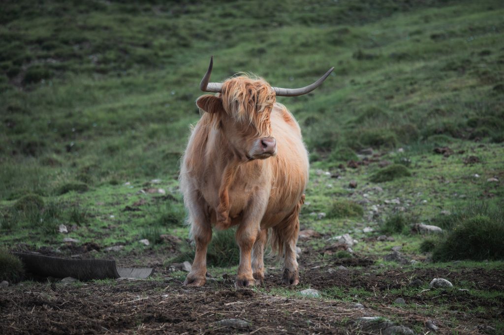 portrait of highland furry cow on the pasture. Rural life and farming concept. High quality photo