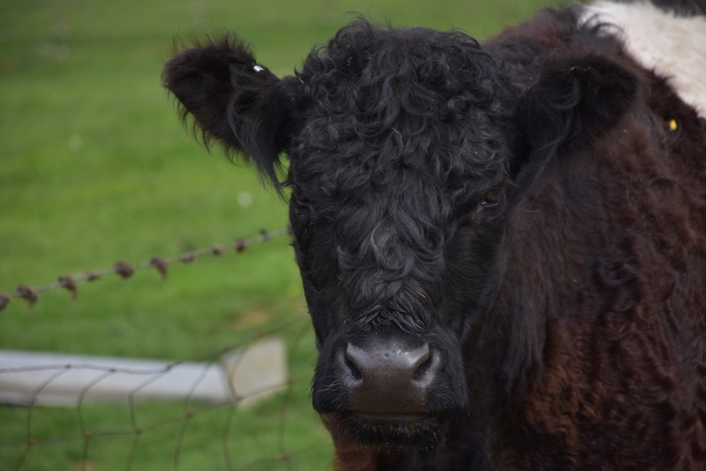 belted galloway