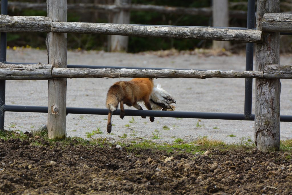 Red fox in jumping through fence with a chicken carcass