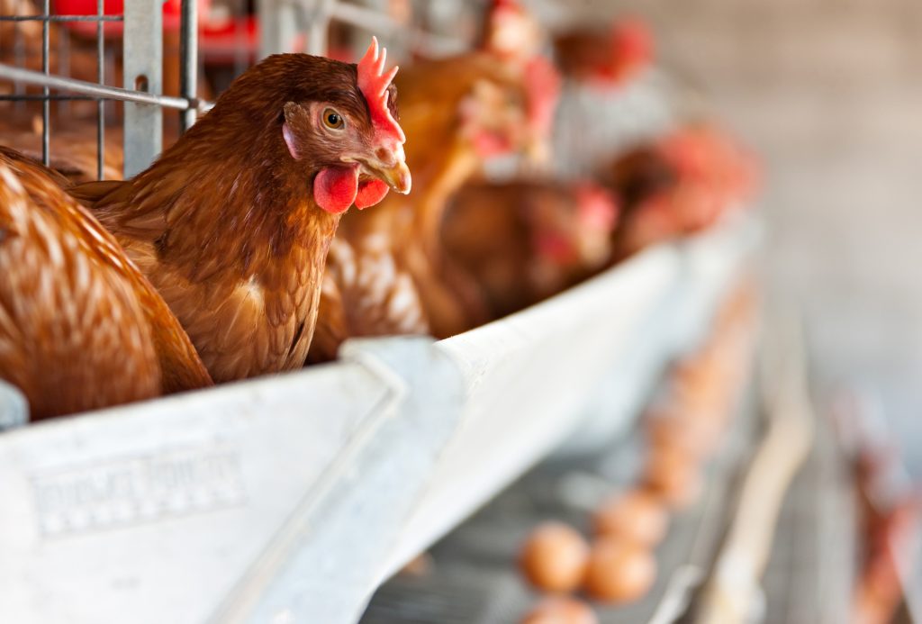 red hens laying eggs at a farm