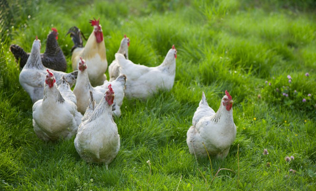 Rooster and Chickens. Free Range Cock and Hens.