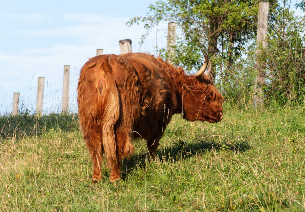scotish highland cattle in south german countryside summer evening