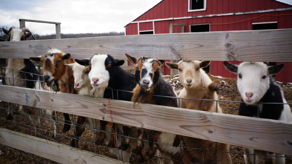 Seven goats lined up at a wooden fence at a farm, with a red barn in the background.