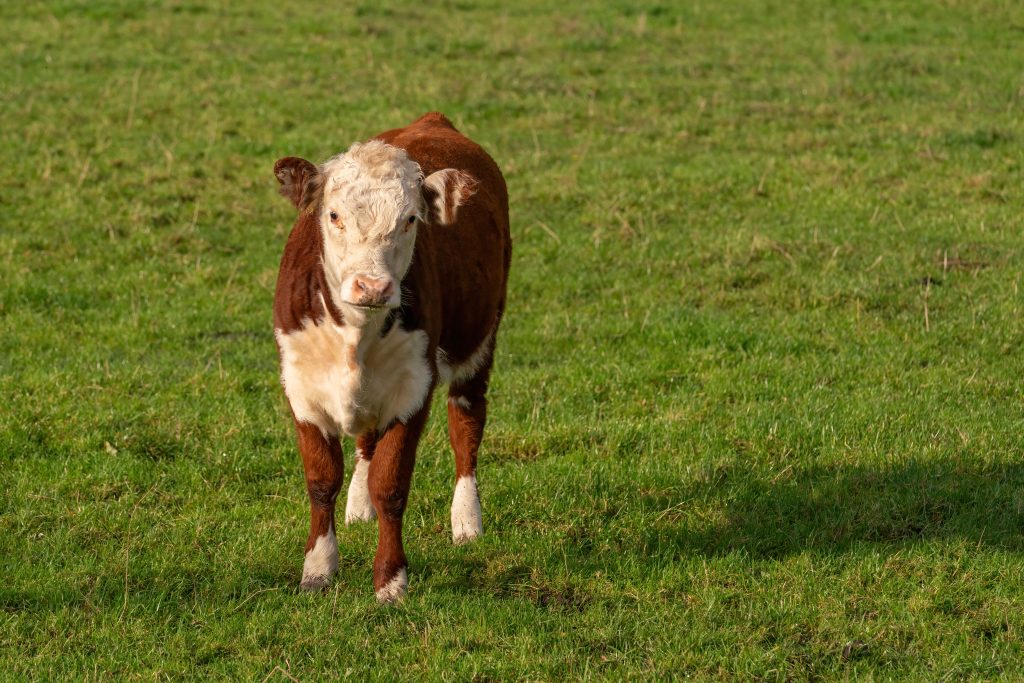 Miniature Hereford