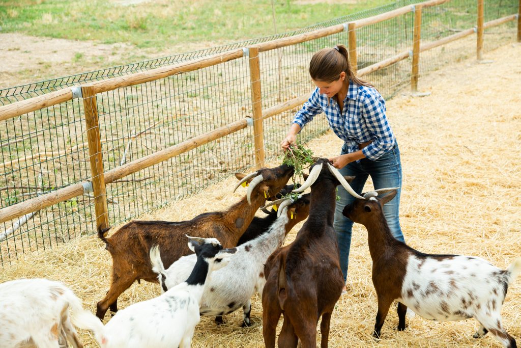 Smiling female farmer feeding goats with green grass in outdoor enclosure on farm