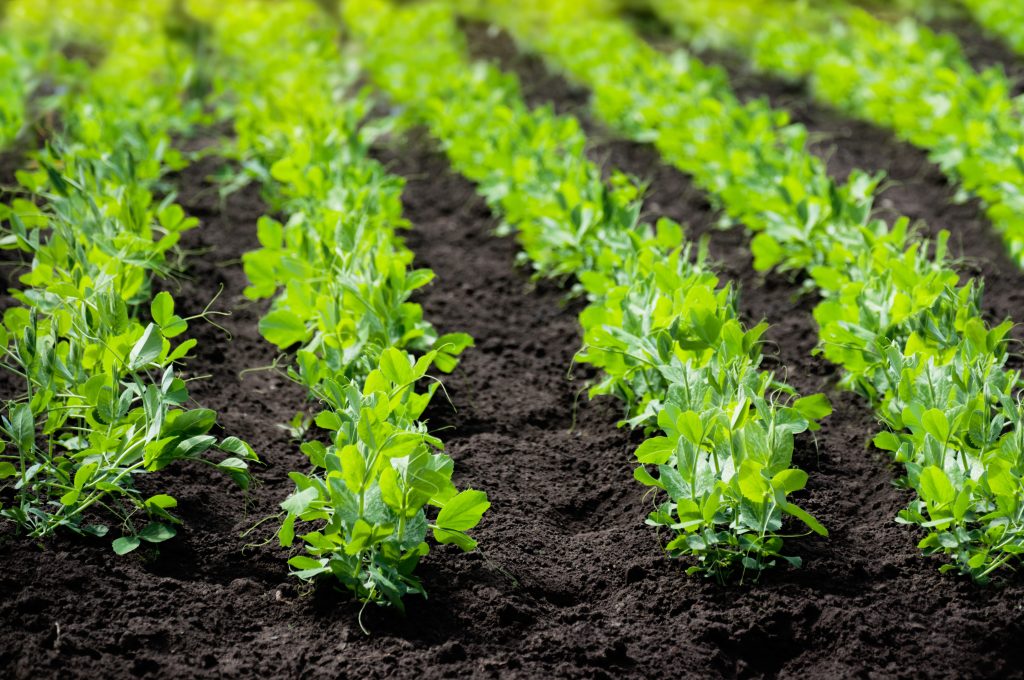 Sprouts of young pea plants grow in rows in a field in the rays of the sun.