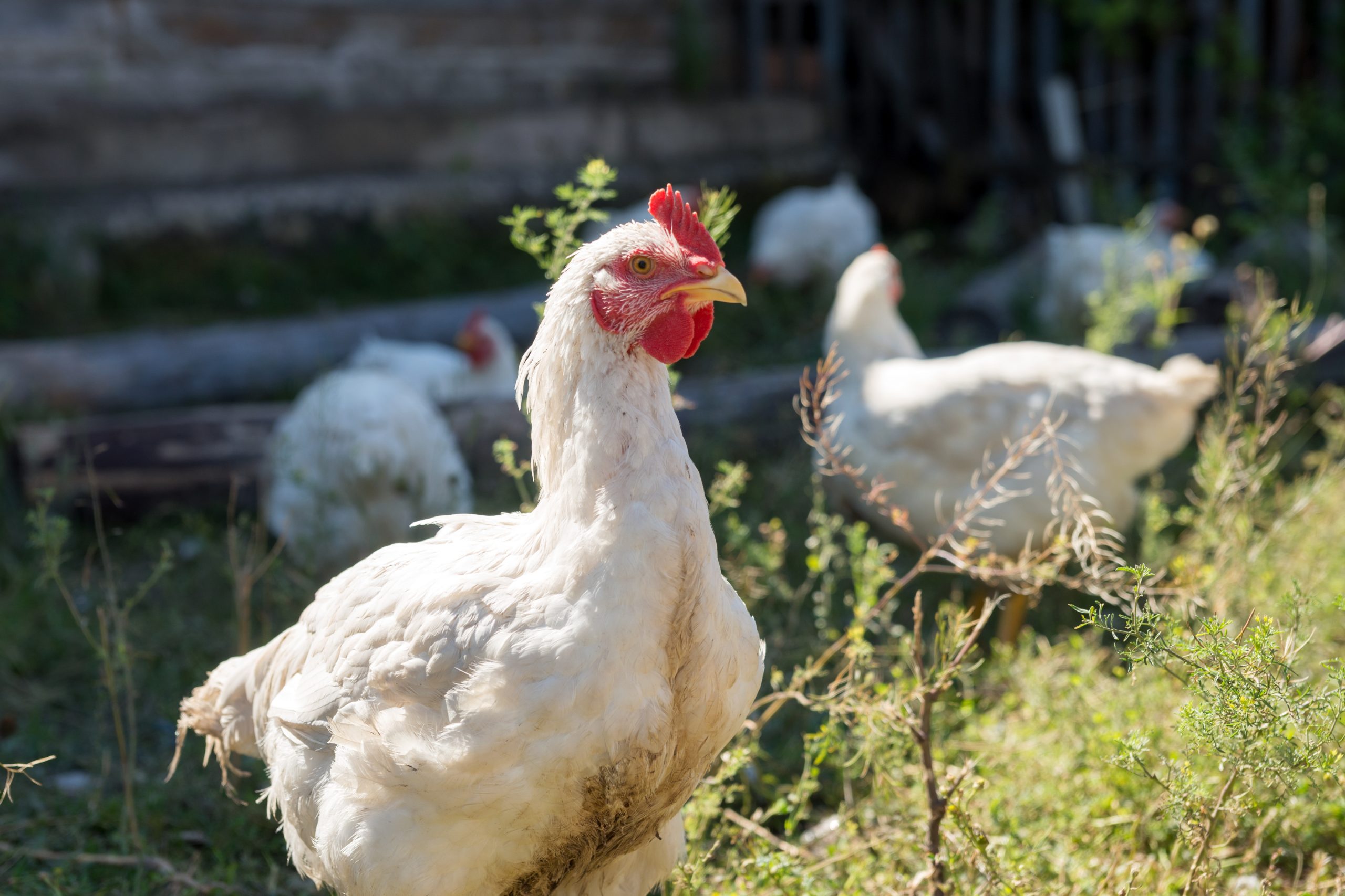 how are pasture raised chickens treated