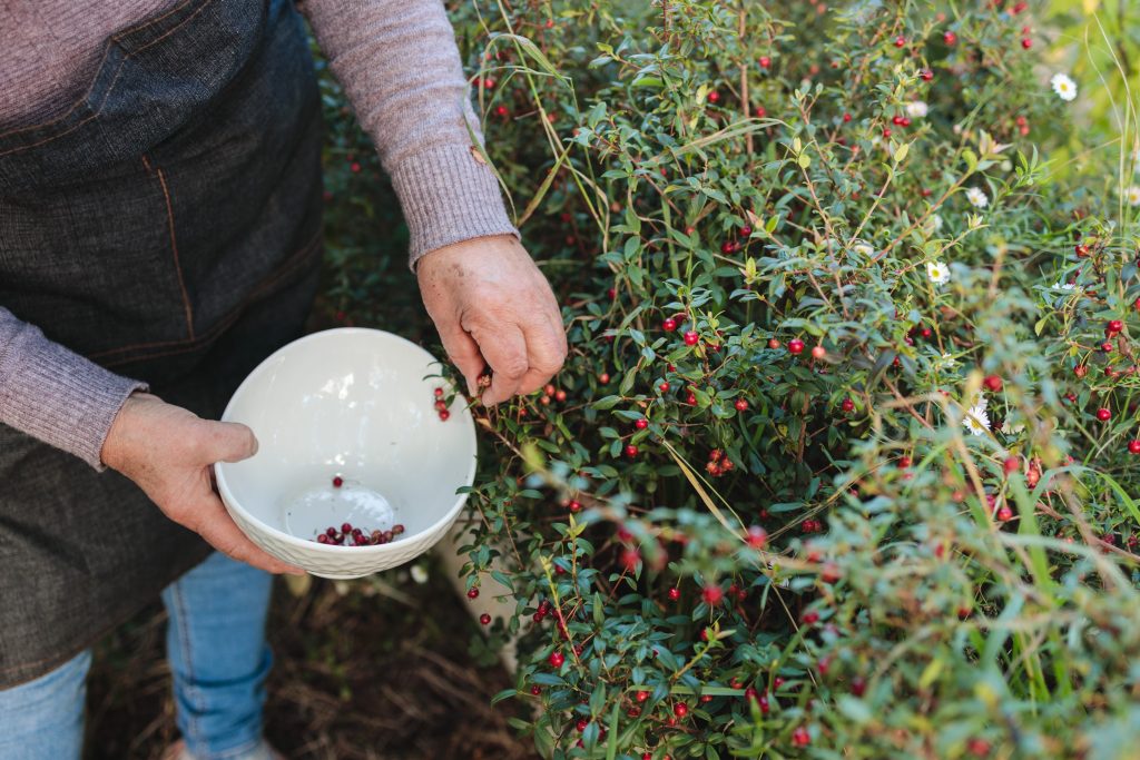 The Power of Murta or murtilla: Picking handful Wild Chilean Berry, with Vitamins, Minerals, and Antioxidants