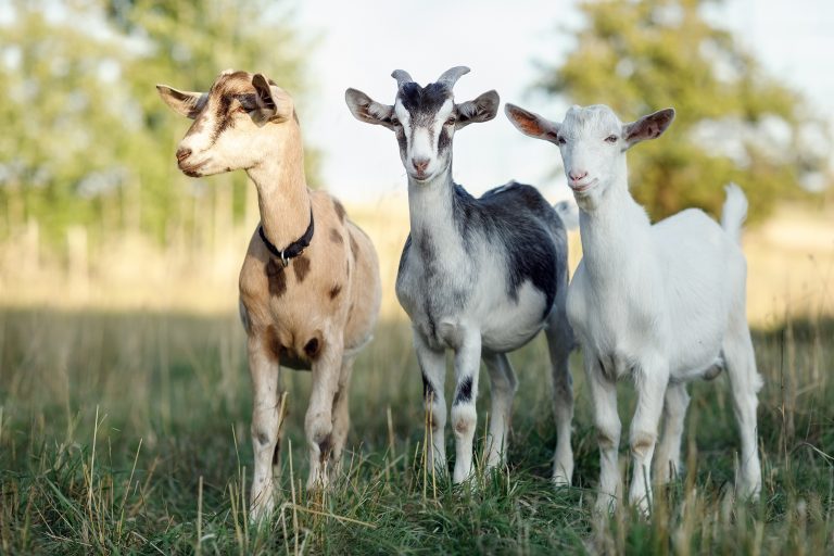 7 Key Steps to Calculate Your Goat Farming Profit