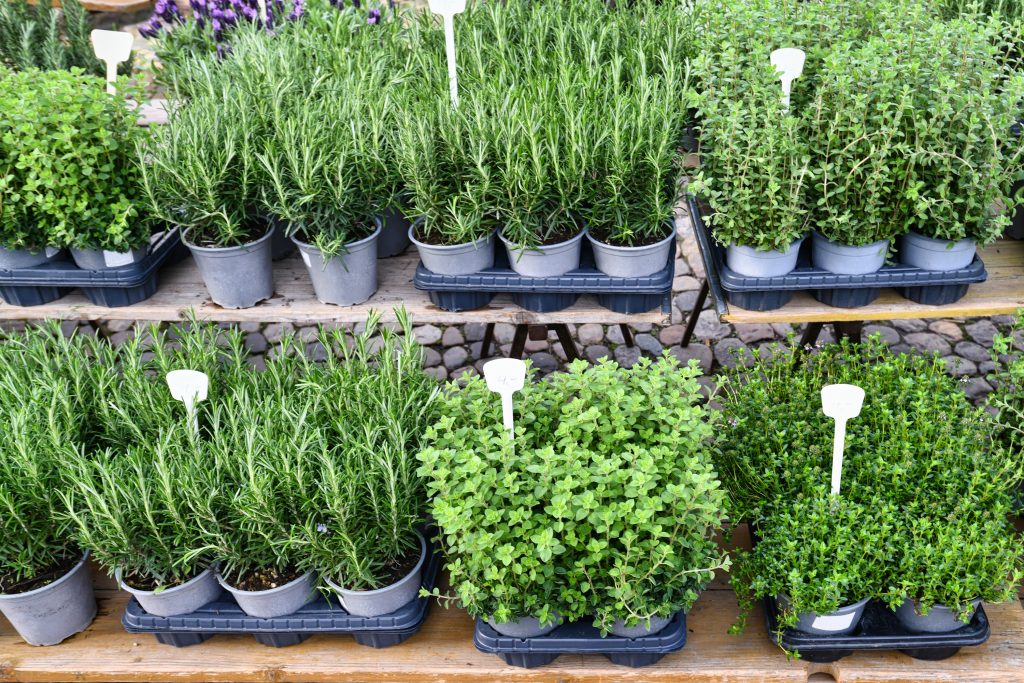 Various potted herbs like oregano, marjoram or rosemary beings old at market