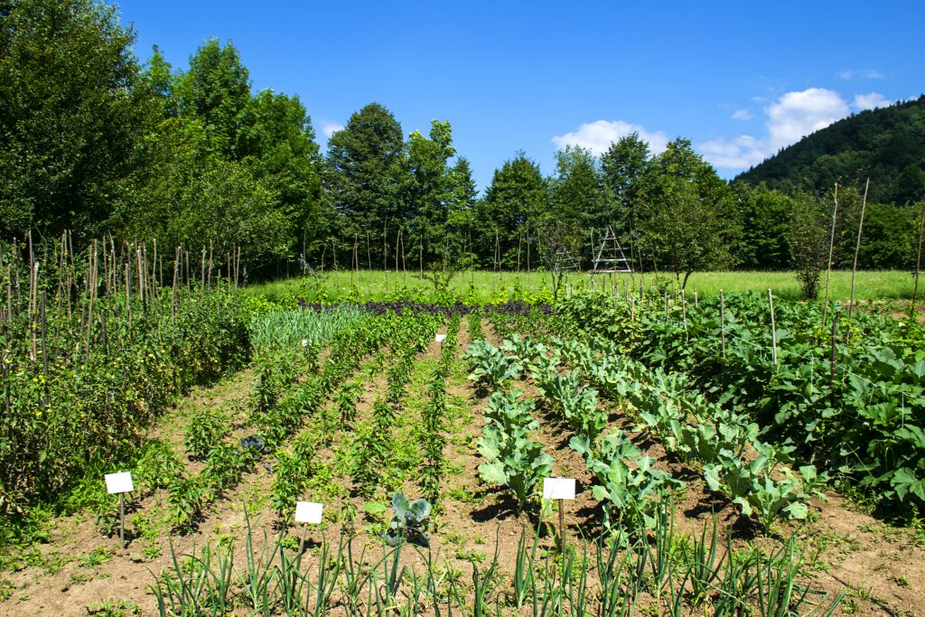 Various Vegetable garden