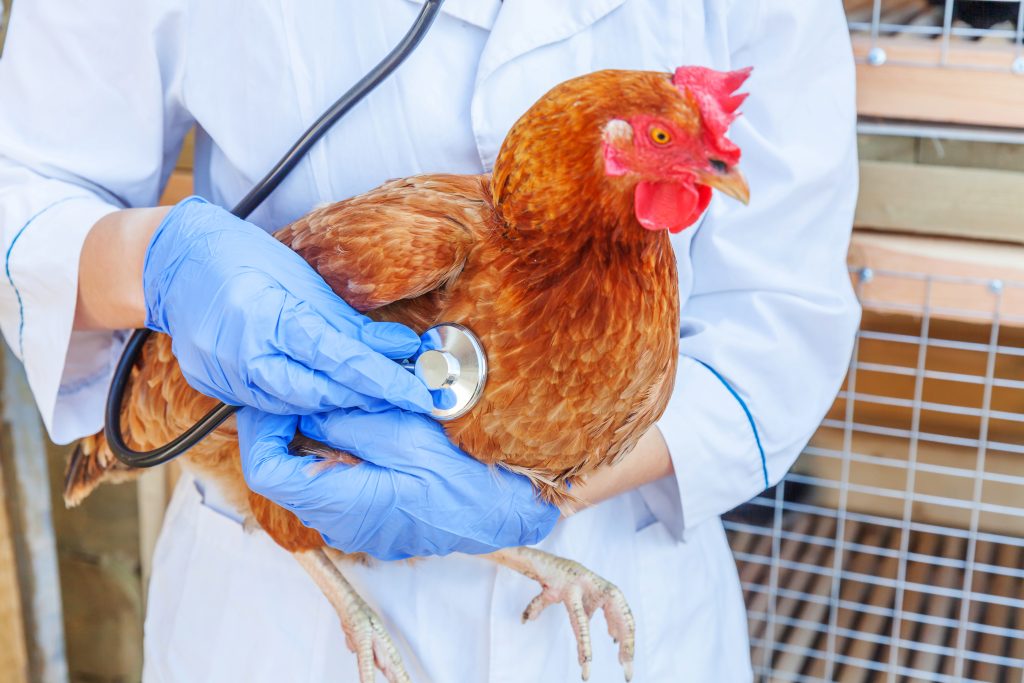 Veterinarian with stethoscope holding and examining chicken on ranch background. Hen in vet hands for check up in natural eco farm. Animal care and ecological farming concept