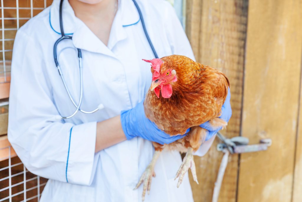 Veterinarian with stethoscope holding and examining chicken on ranch background. Hen in vet hands for check up in natural eco farm. Animal care and ecological farming concept