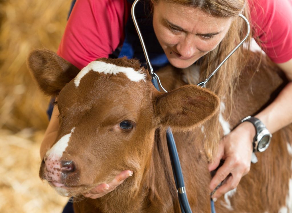 Veterinary on a farm performing a physical examination in a cow