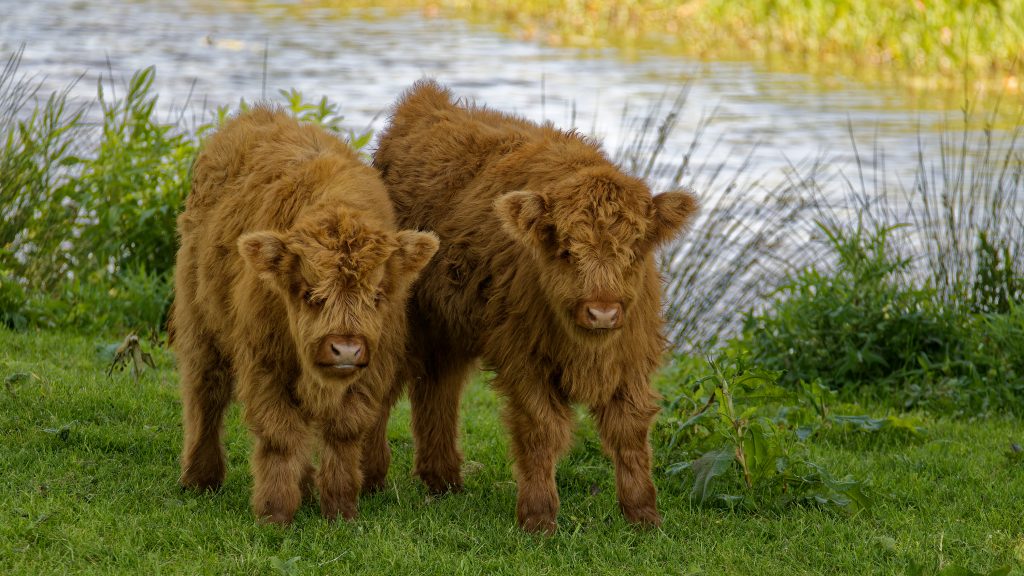  miniature cows