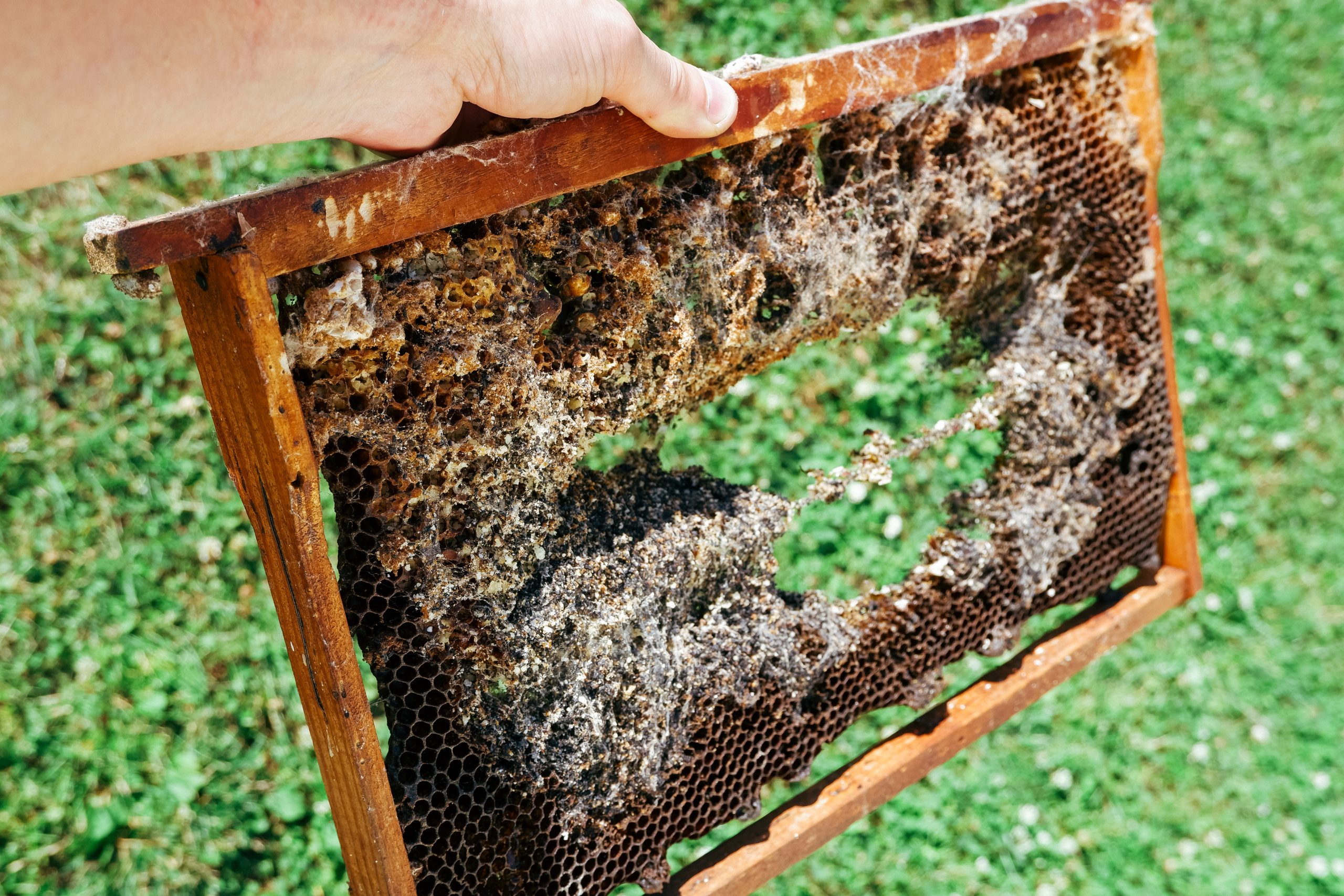 how do you prevent a bee infestation