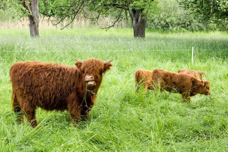 5 Key Facts: How Many Acres Mini Cows Need
