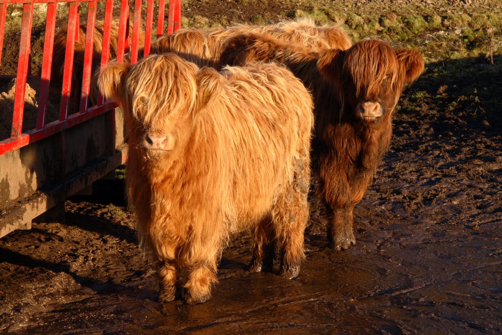 Young Highland Cattle at feeder, in the mud, as sun is setting on Isle of Mull, Scotland.