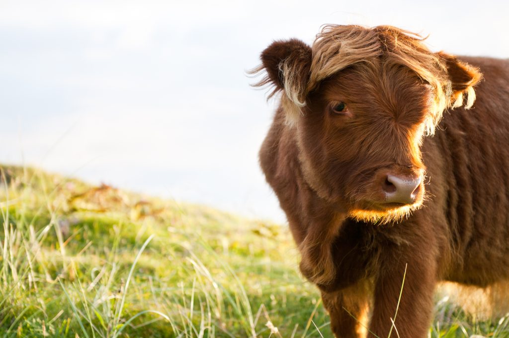 Young long hair gallow cow.