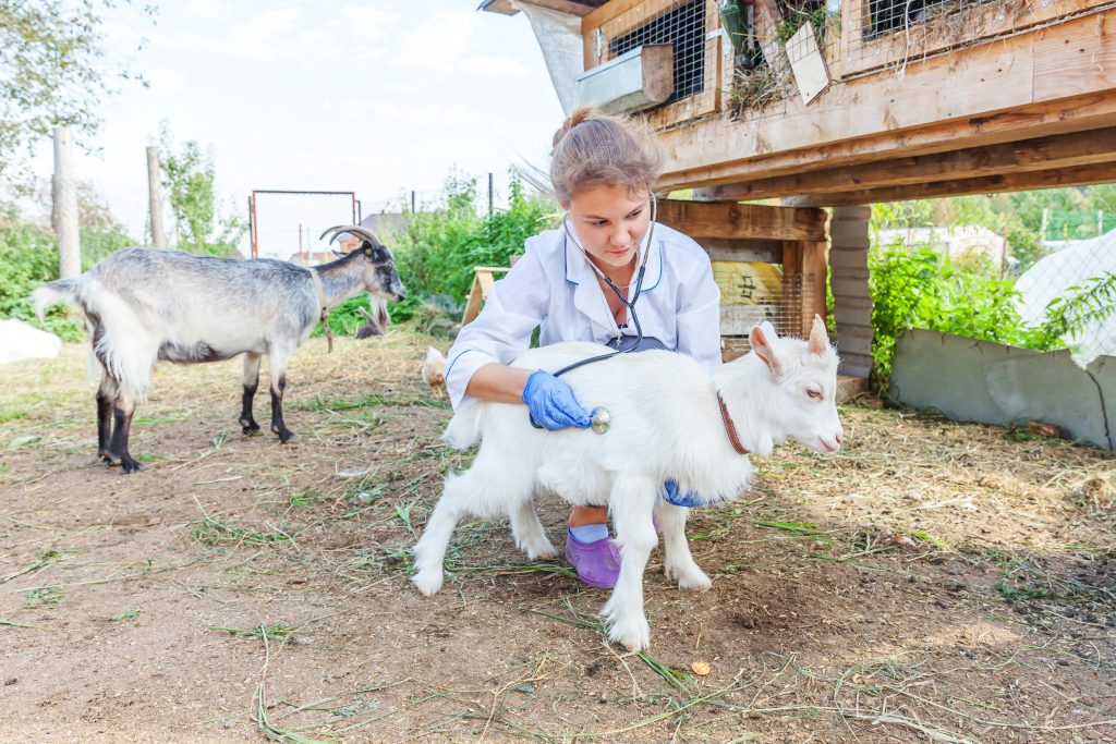 Young veterinarian woman with stethoscope holding and examining goat kid on ranch background. Young goatling with vet hands for check up in natural eco farm. Animal care and ecological farming concept