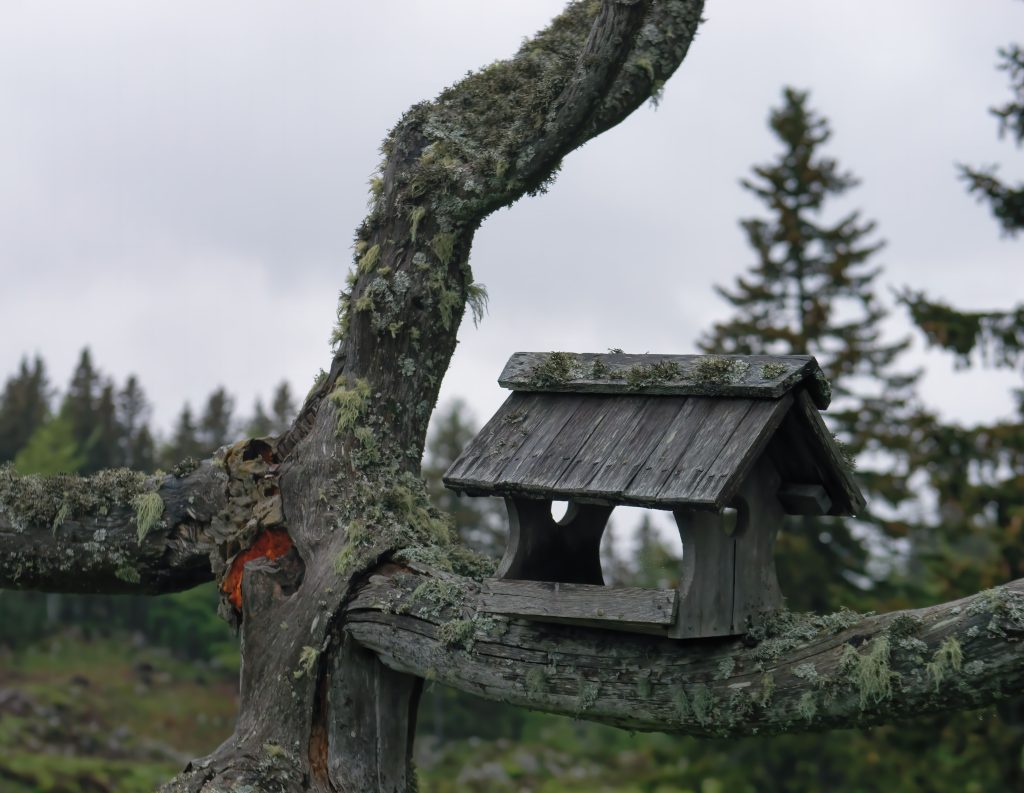 A close-up of a carved wooden birdhouse on a mossy branch on a foggy day, Velika Planina, Slovenia
