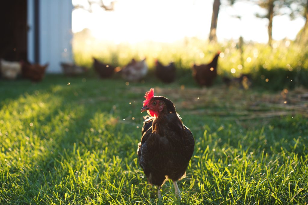 Australorp