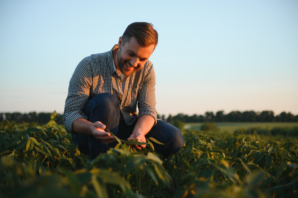 A farmer inspects a green soybean field. The concept of the harvest.