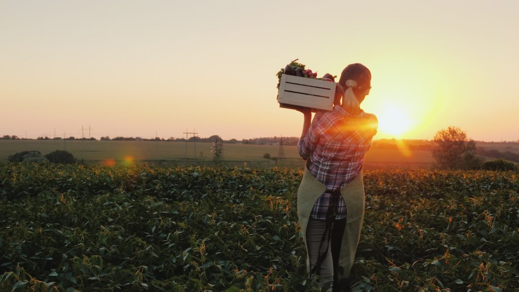 A female farmer with a box of fresh vegetables walks along her field. Healthy Eating and Fresh Vegetables. Steadicam shot