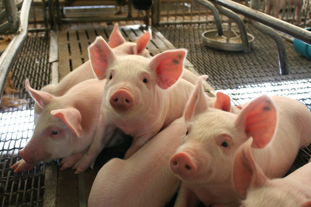 A group of piglets suckling in the lactation unit of a large commercial pig farm.