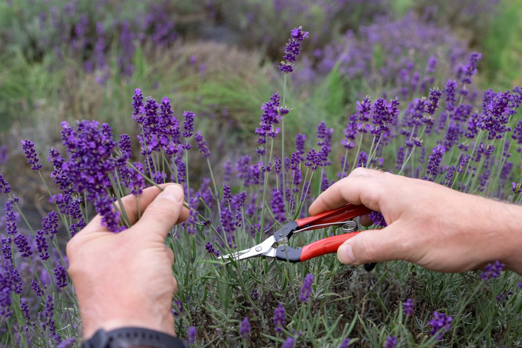A man cuts flowering lavender with scissors on a plantation to make bouquets