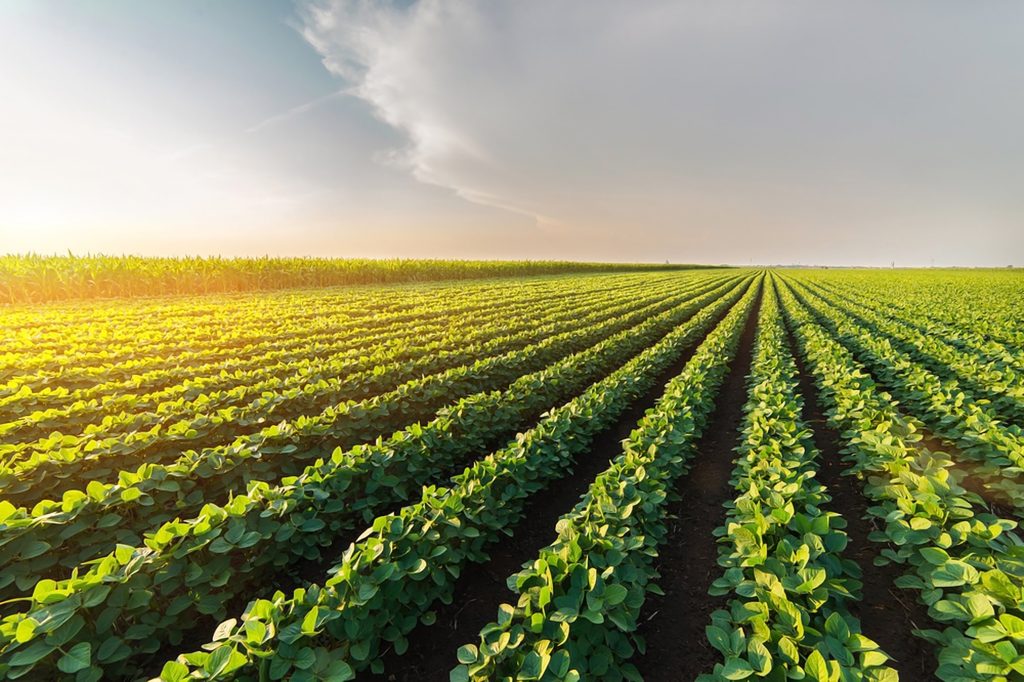 Healthy crops farm