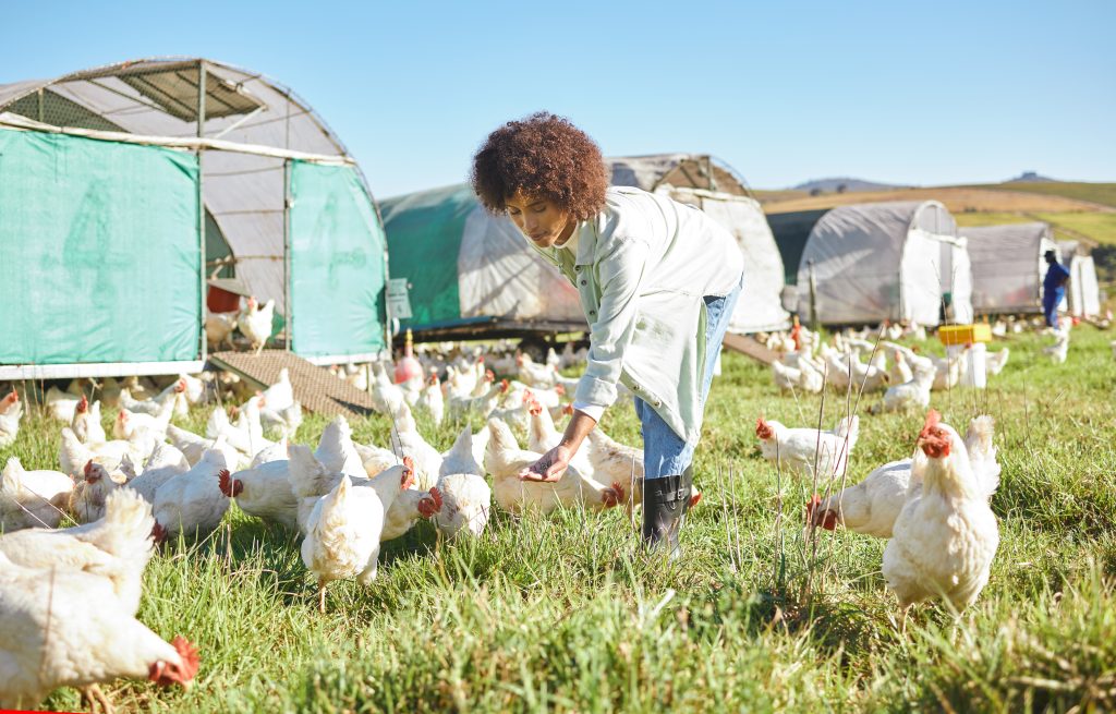Agriculture, farming and woman feeding chickens in sustainability, eco friendly and free range industry. Sustainable, small business owner or agro worker, farmer or person animal care in countryside