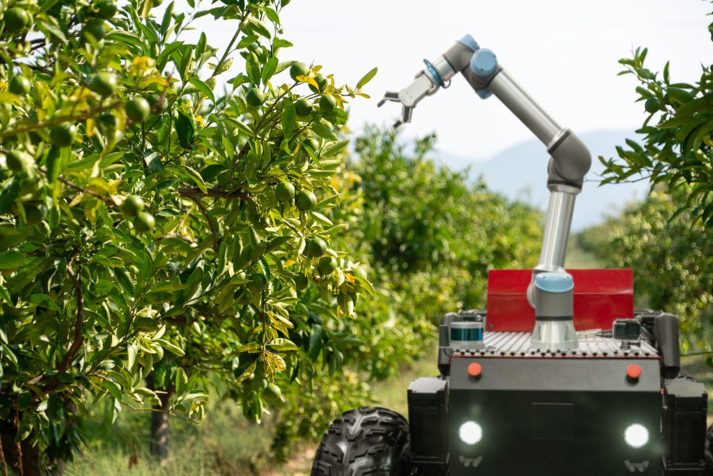 Autonomous robot harvester with robotic arm harvesting apples on a smart farm. Concept