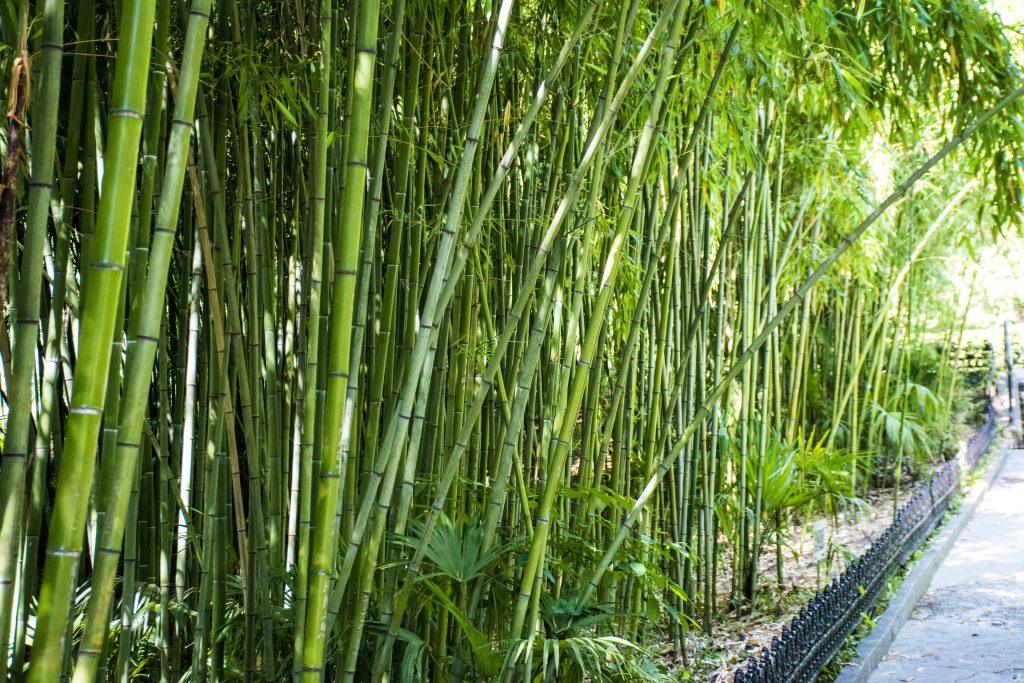 bamboo grove