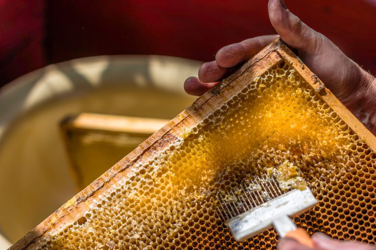 5 Creative Uses for Beeswax After Honey Harvest