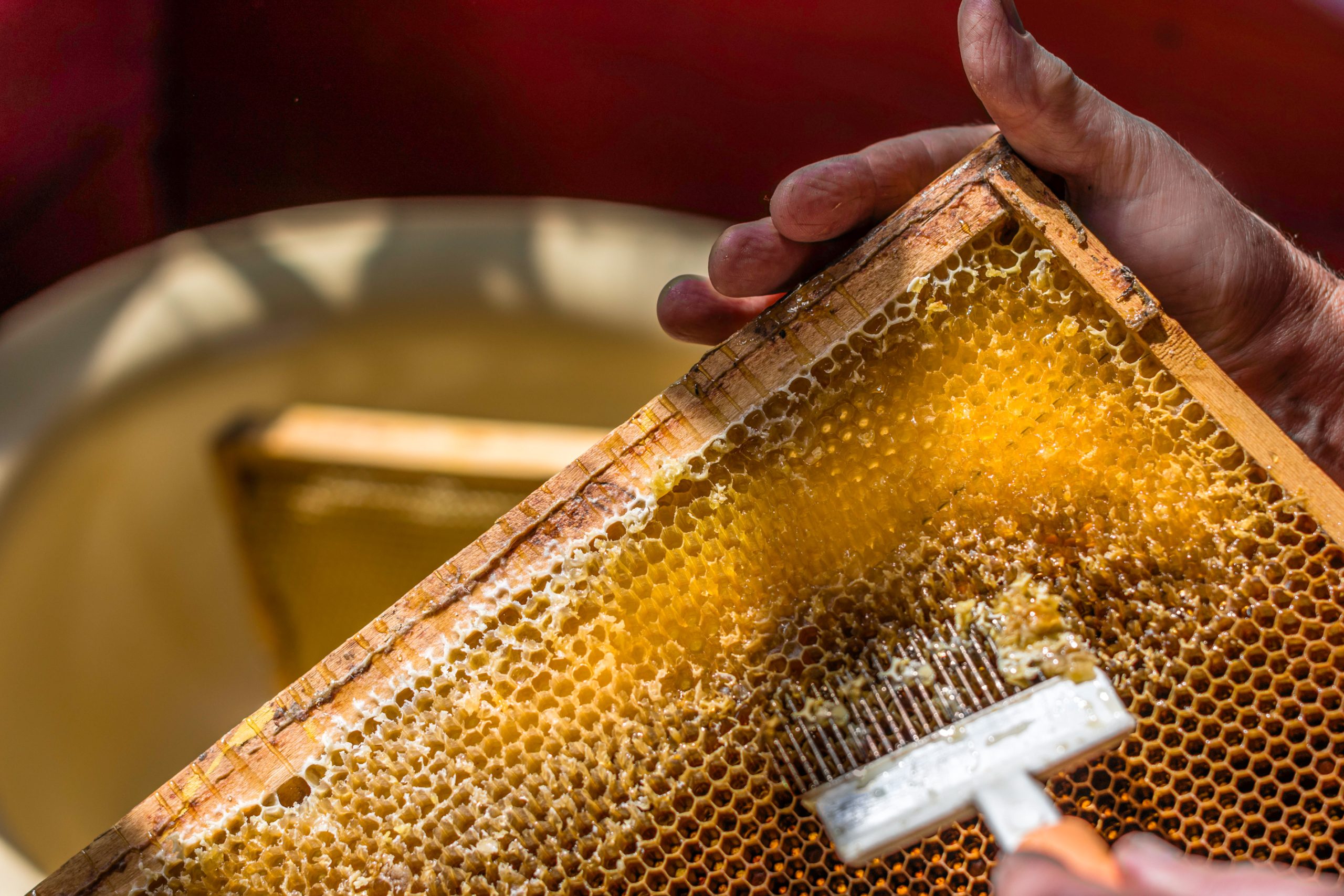 Beekeeper is uncapping honeycomb with special fork, prepares to harvest honey. Apriculture and sericulture concept