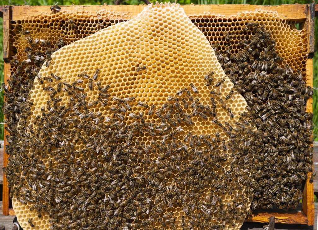 Bees build up with honeycombs all the free space in the hive. They lay eggs in them, place nectar and honey.