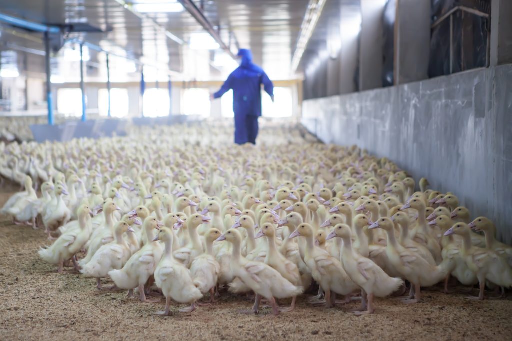 Duck farming