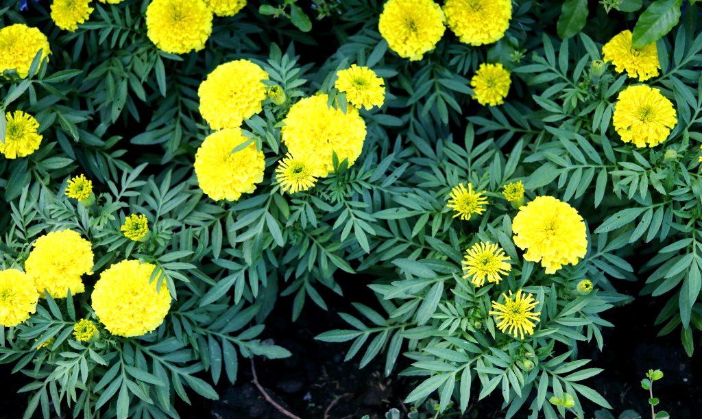 Bright yellow Marigold flowers blooming and dark green leaves on bunch, top view.